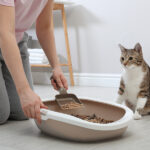 how to clean a litter box