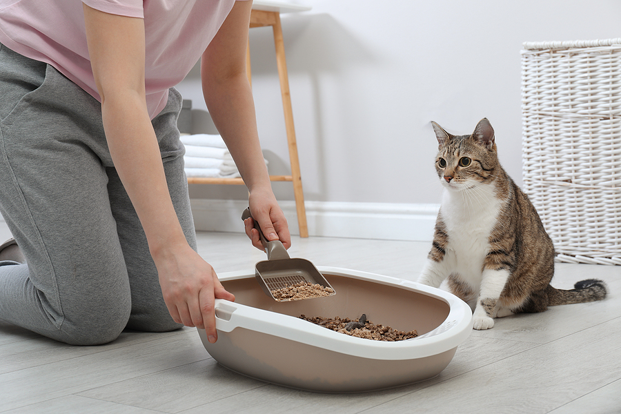 how to clean a litter box