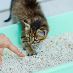 how to get kitten to use litter box