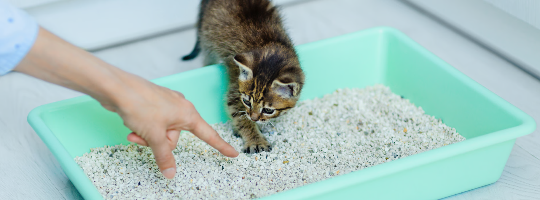 how to get kitten to use litter box